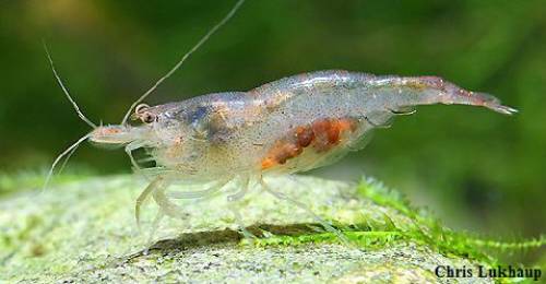caridina parvidentata inlandsgarnele aus sulawesi