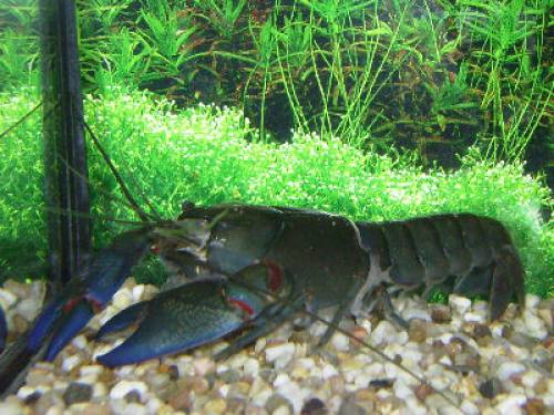 cherax destructor black