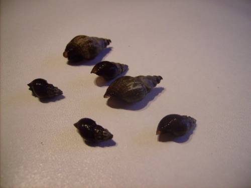 reinerbige genoppte turmdeckelschnecken