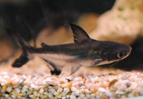 hochflossen haiwels pangasius 