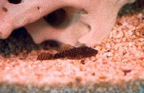 blaue antennenwels babys ca cm 