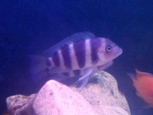cyphotilapia frontosa blue zaire wf nachzuchten