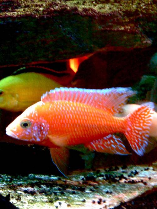 aulonocara fire fish