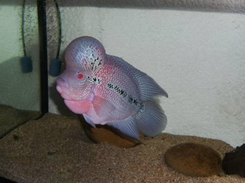flowerhorn king kamfa 