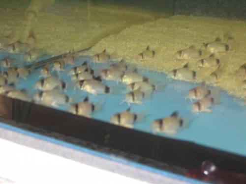 corydoras panda adolfoi green stripe