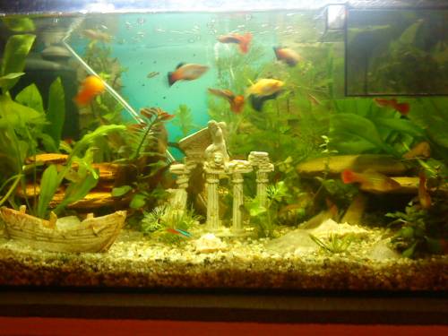 fischzucht und fischverkauf