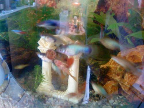 verschiedene zierfische u jungtiere k�nstig zu verkaufen