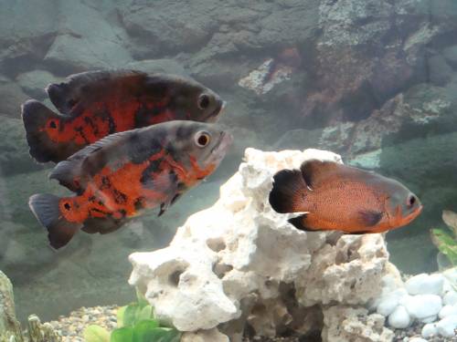 zitronenbundbarsch und roter oskar