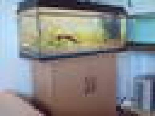 ausstellungsst�ck juwel x cm komplett