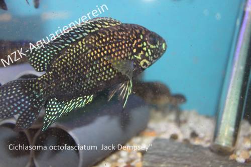 jack dempsey achtbindenbuntbarsch cichlasoma octofasciatum  