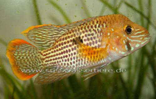 barsche und welse aus hobbyzucht