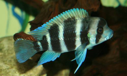 barsche und mehr aus hobbyzucht