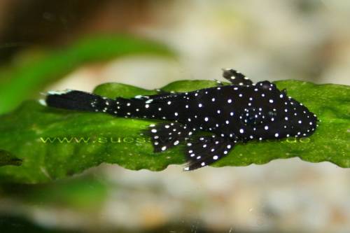 barsche und mehr aus hobbyzucht