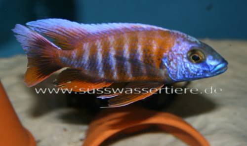 barsche und mehr aus hobbyzucht